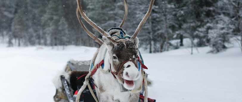 Experience the Magic of Finnish Lapland: Christmas, Santa Village &amp; Northern Lights Luxury Tours